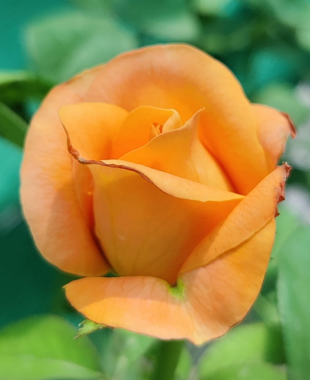 पद्म पंकज!!!