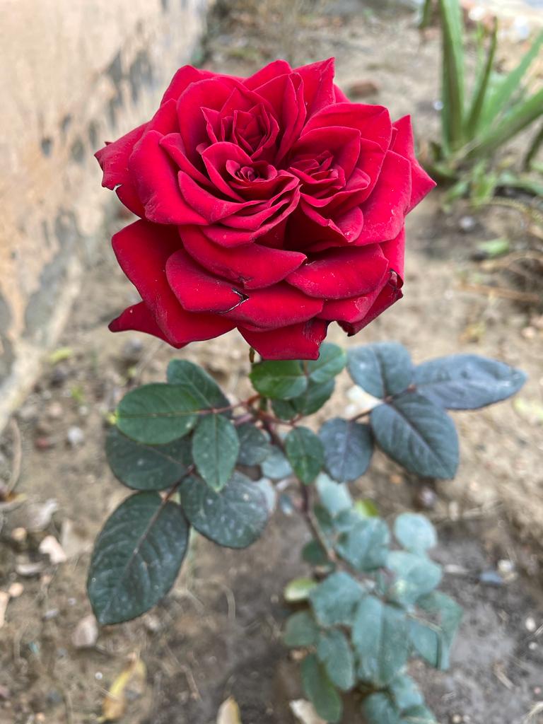 होली के रँग!!!