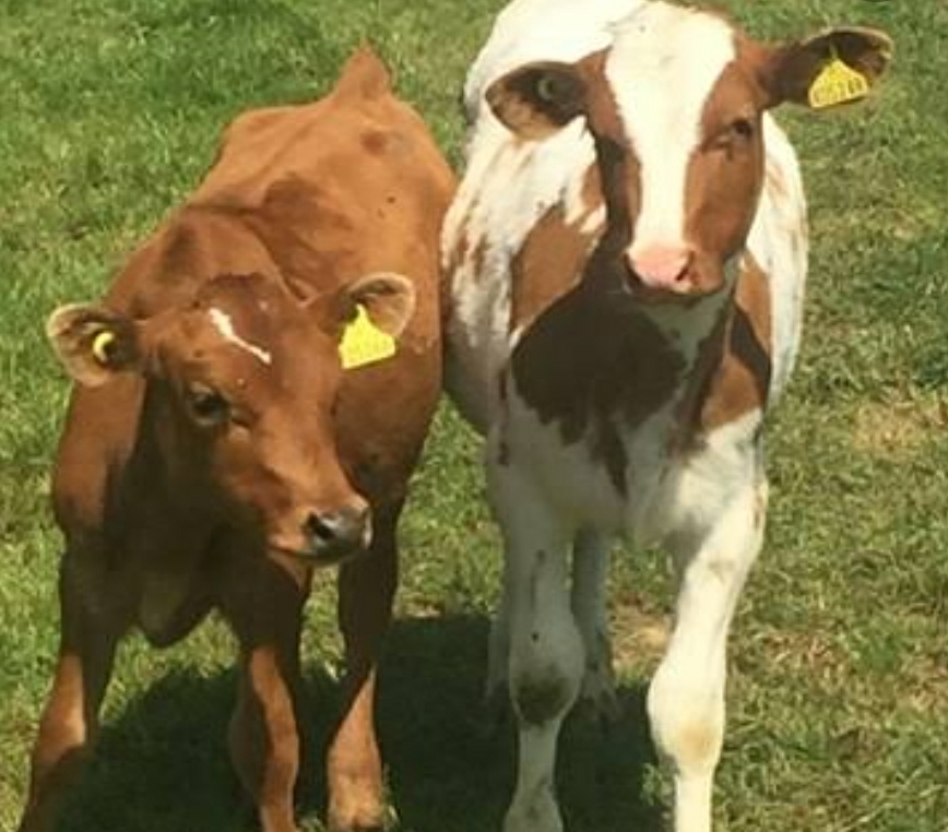 दो बछड़े!!!