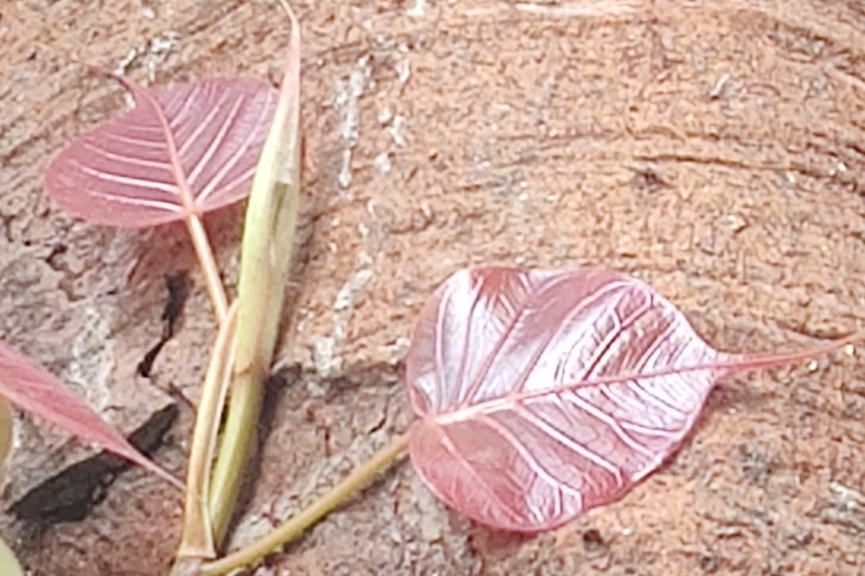 राम आगमन!!!