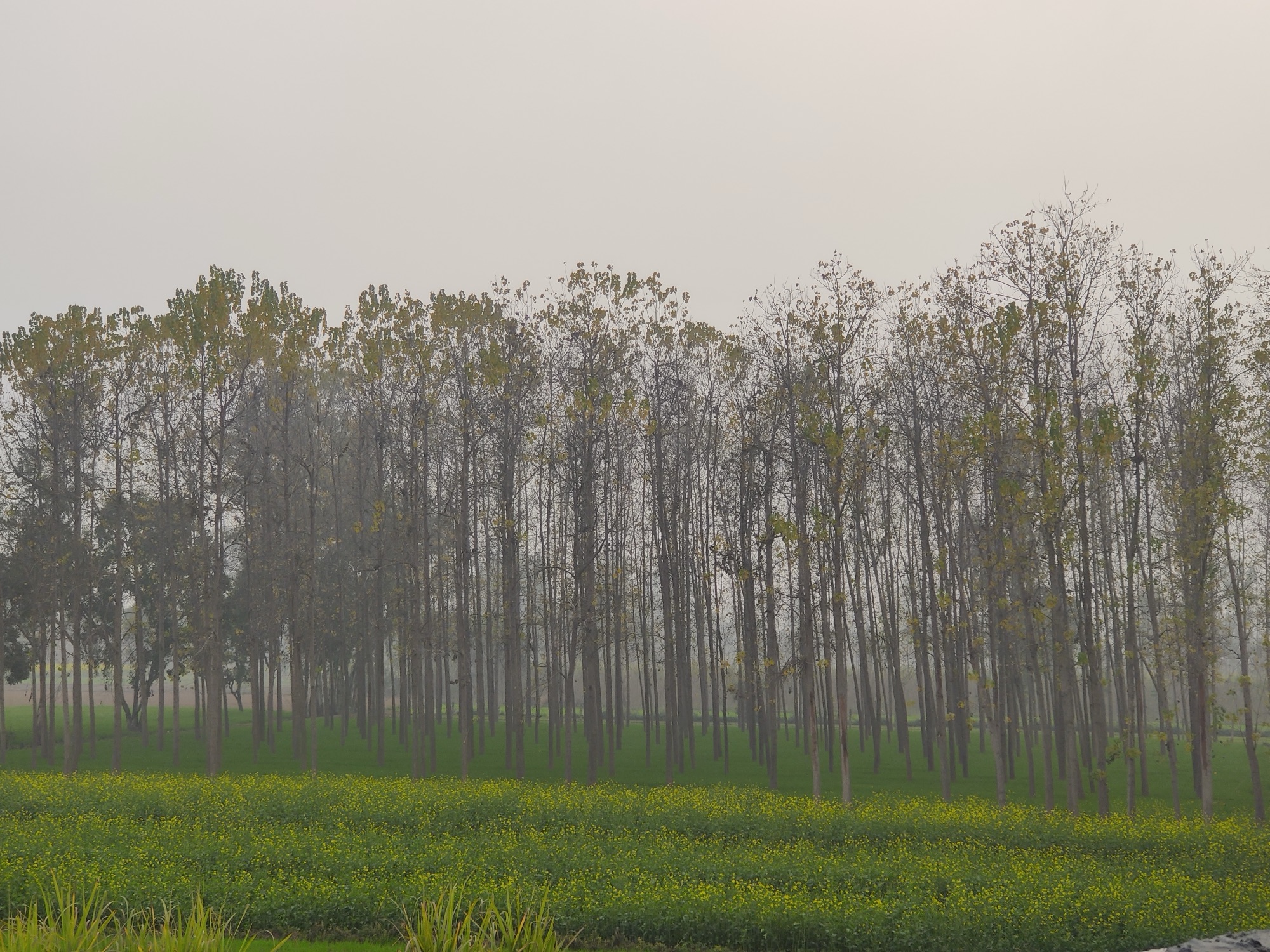 बेल पे चढ़ती छाँव!!!