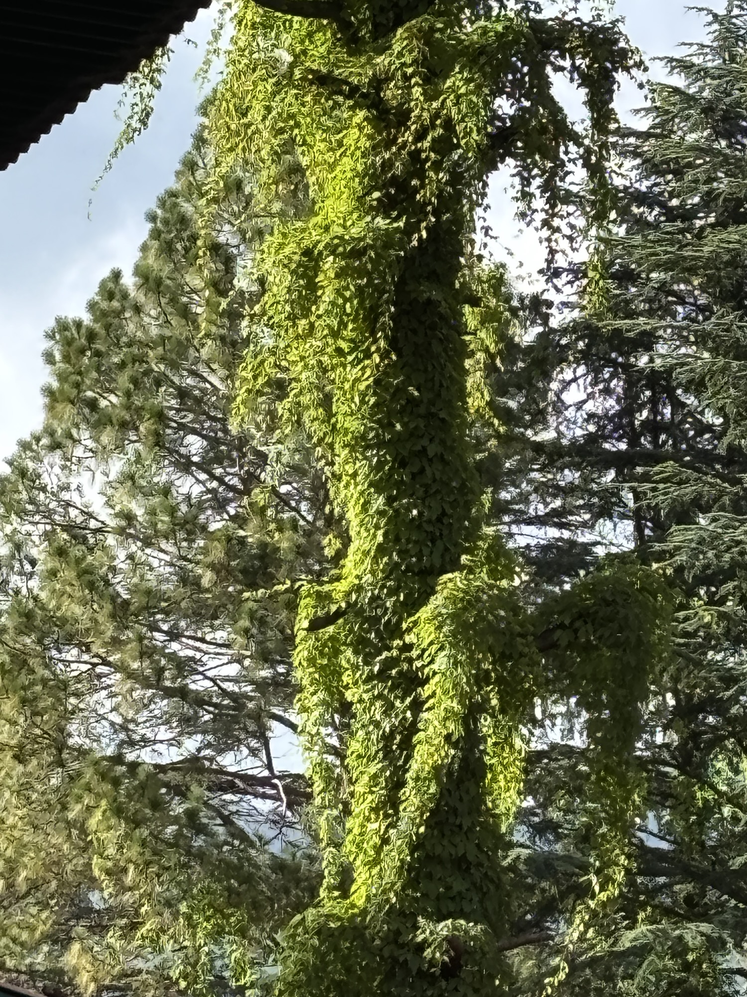 दरख़्त के पास वाली दुकान!!! भाग ४