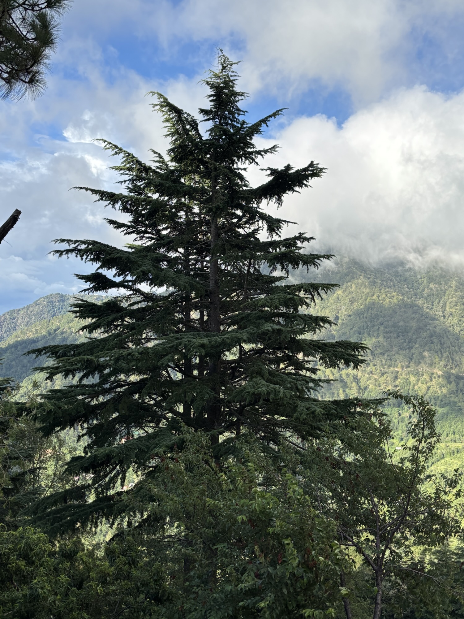 दरख़्त के पास वाली दुकान!!! भाग १