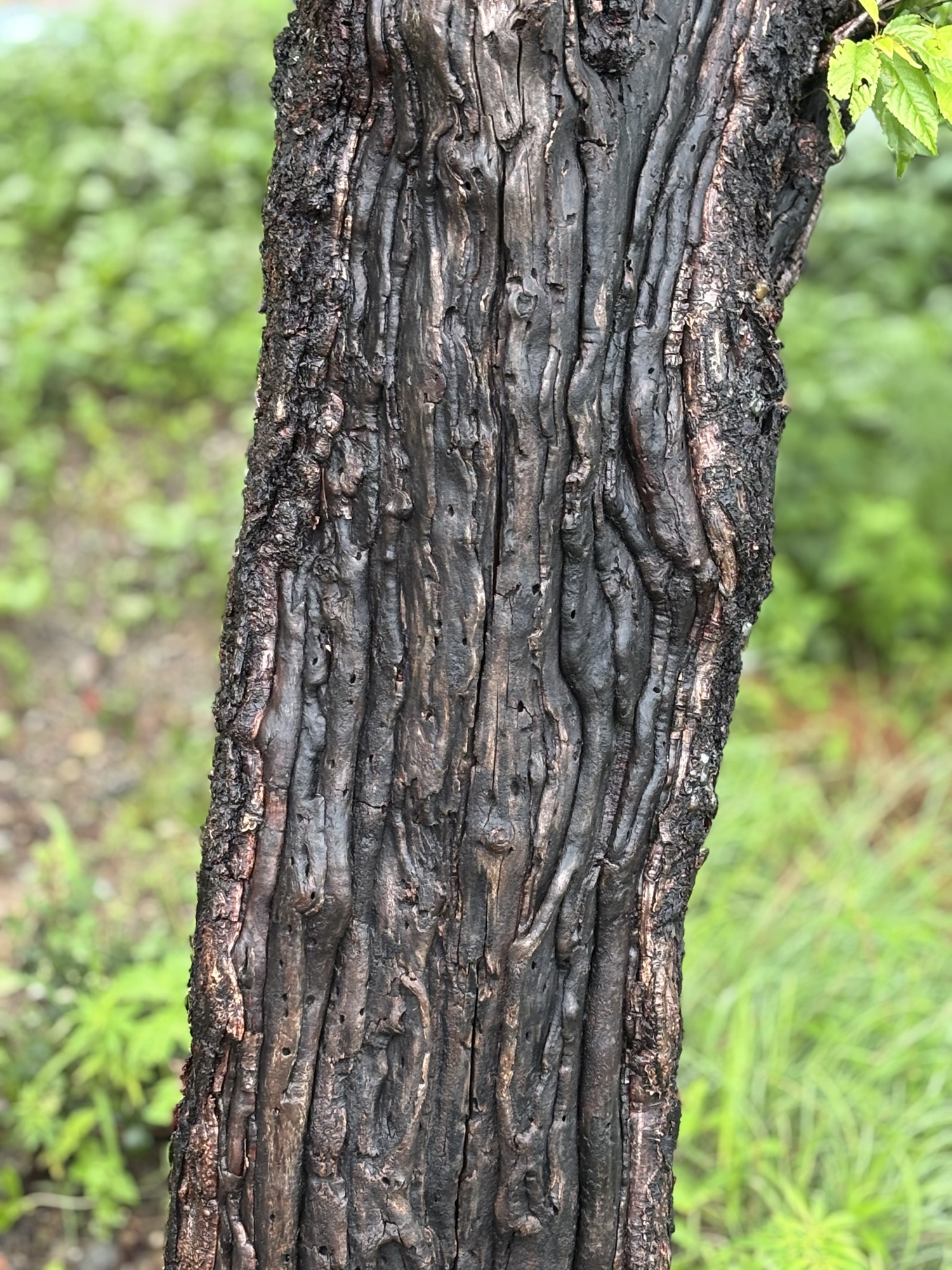 दरख़्त के पास वाली दुकान!!! भाग ५