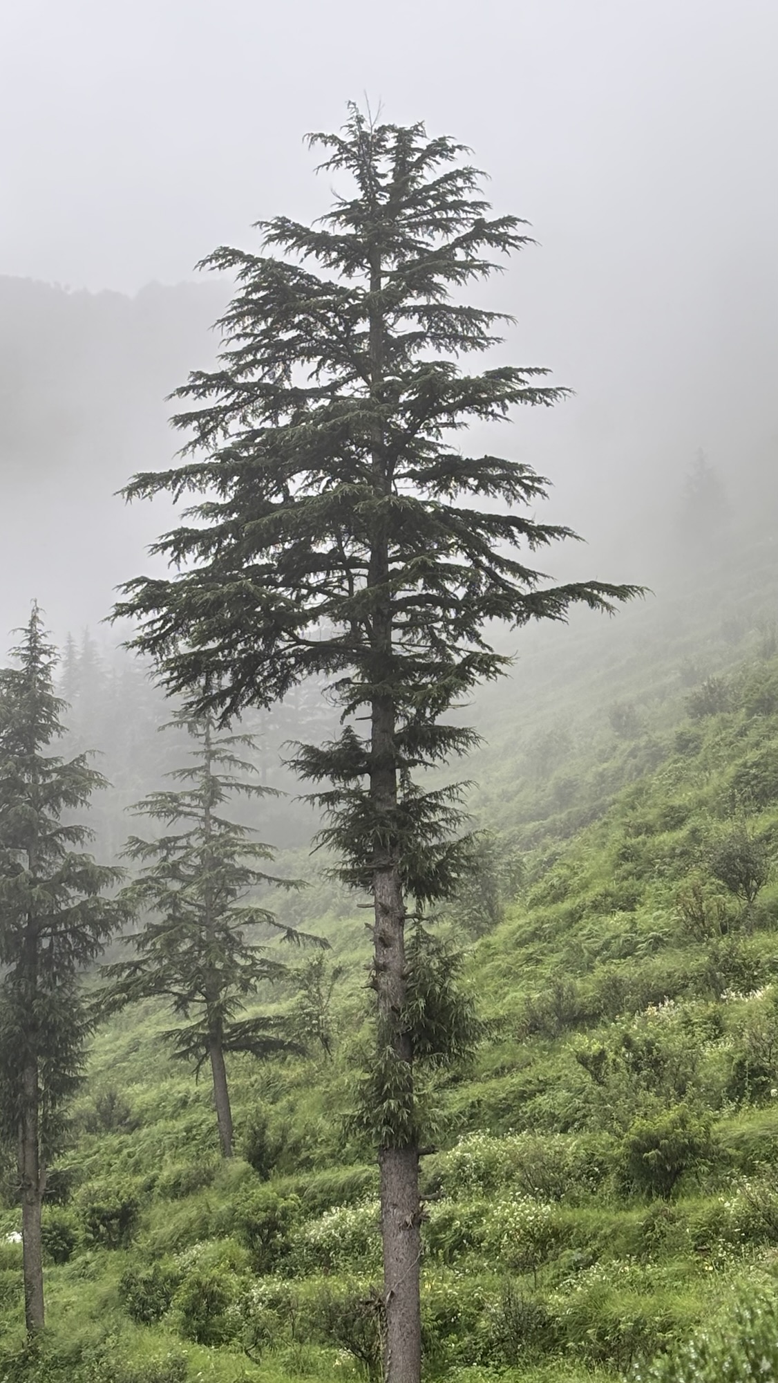 दरख़्त के पास वाली दुकान!!! भाग ३