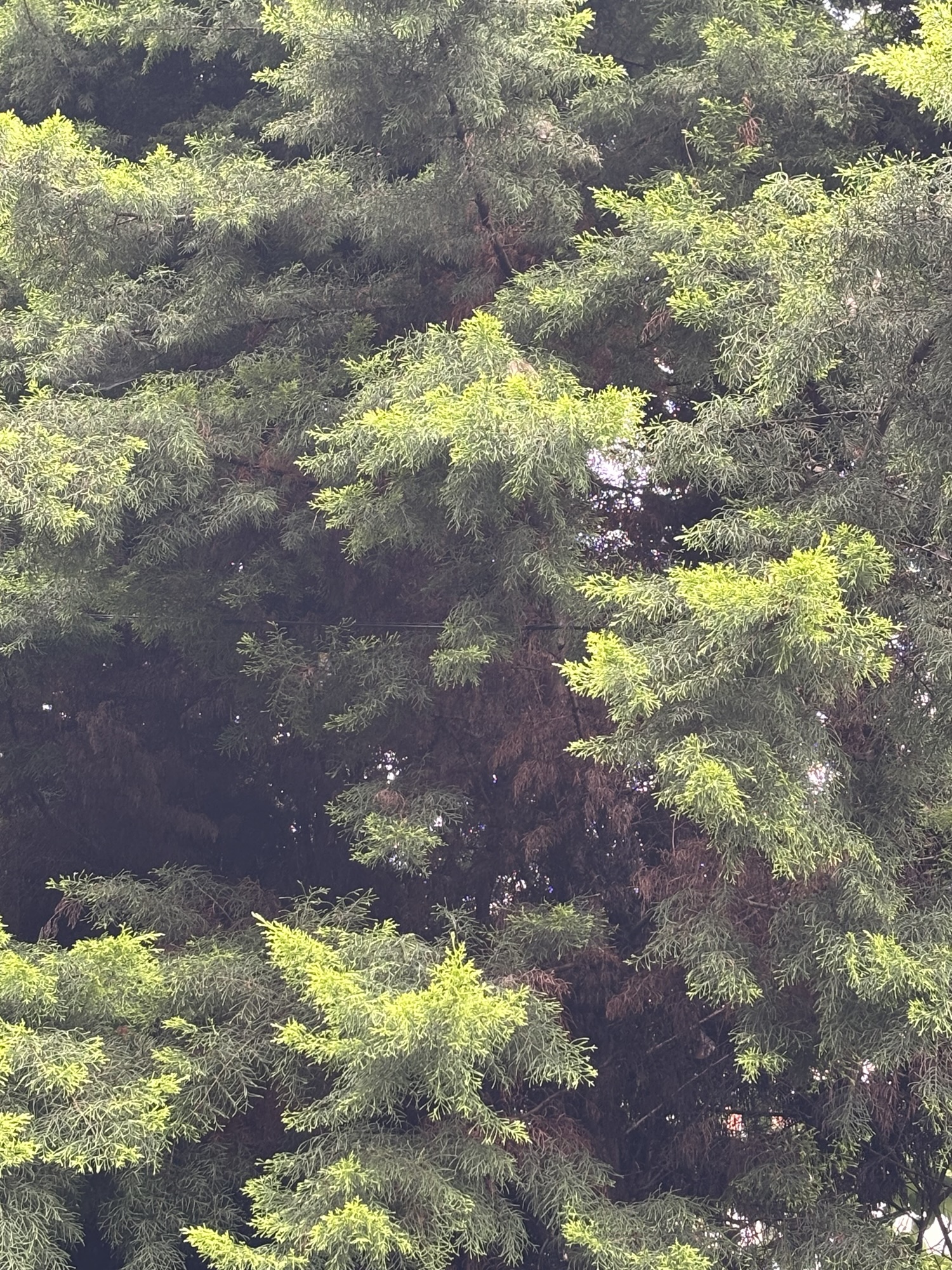 दरख़्त के पास वाली दुकान!!! भाग ७