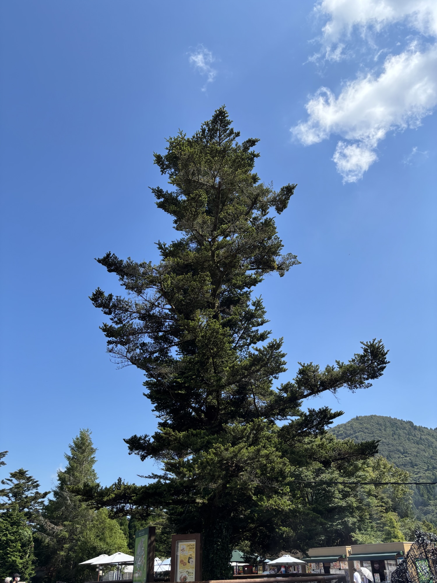 दरख़्त के पास वाली दुकान!!! भाग १५