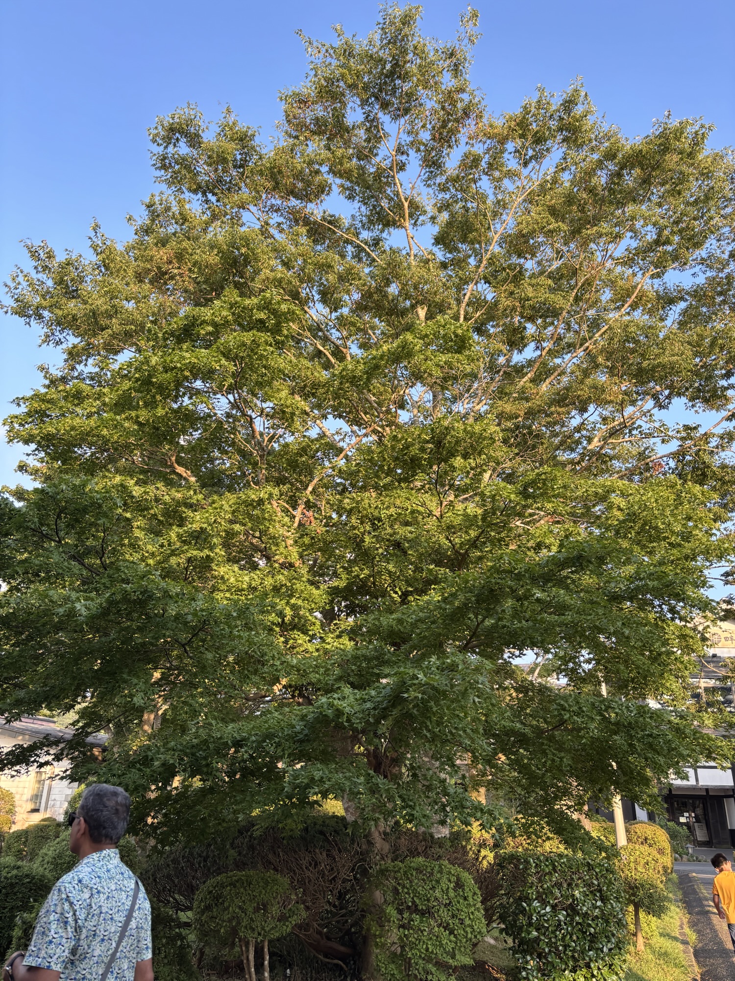 दरख़्त के पास वाली दुकान!!! भाग १४