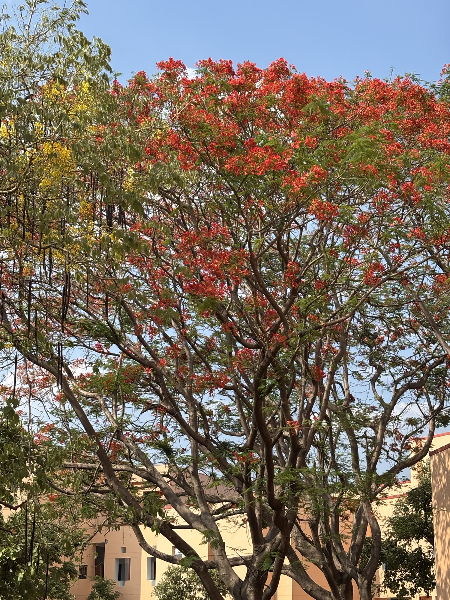 दरख़्त के पास वाली दुकान!!! भाग ११