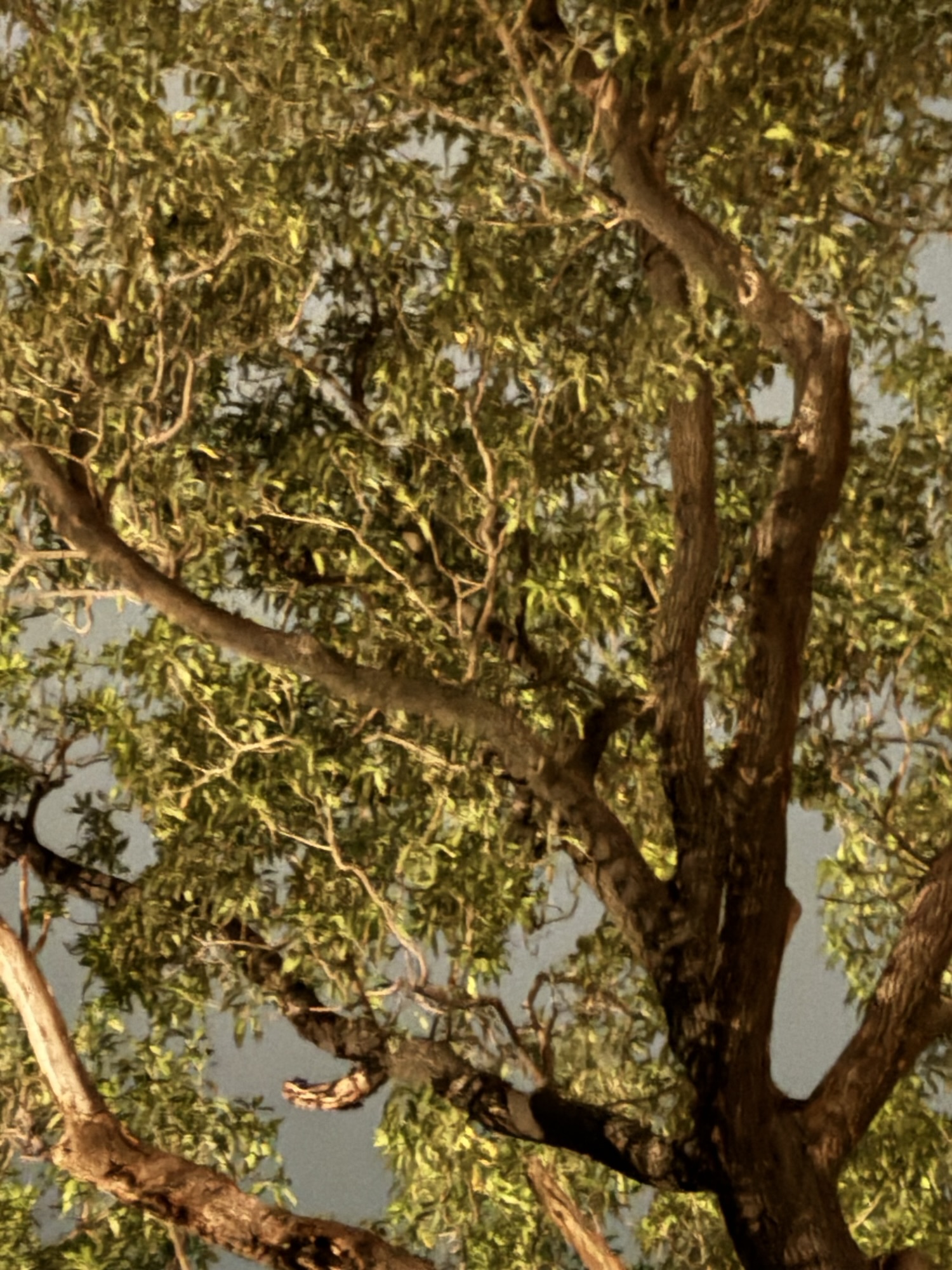 दरख़्त के पास वाली दुकान!!! भाग १६