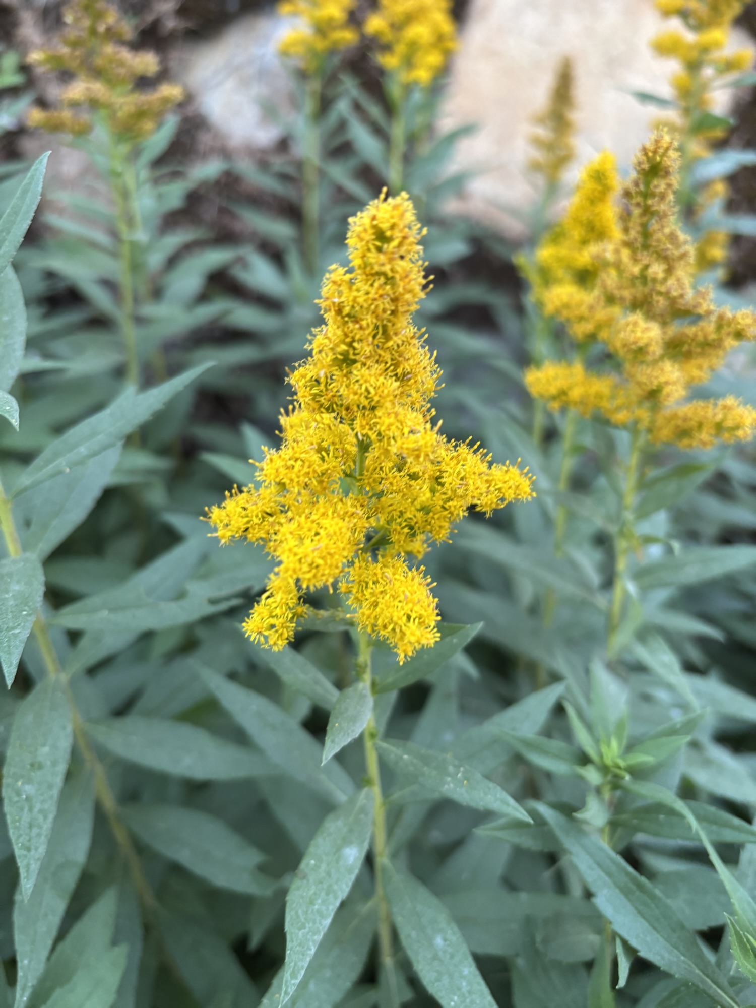 नंदिनी : ख़तों की इबारत!!! भाग १५