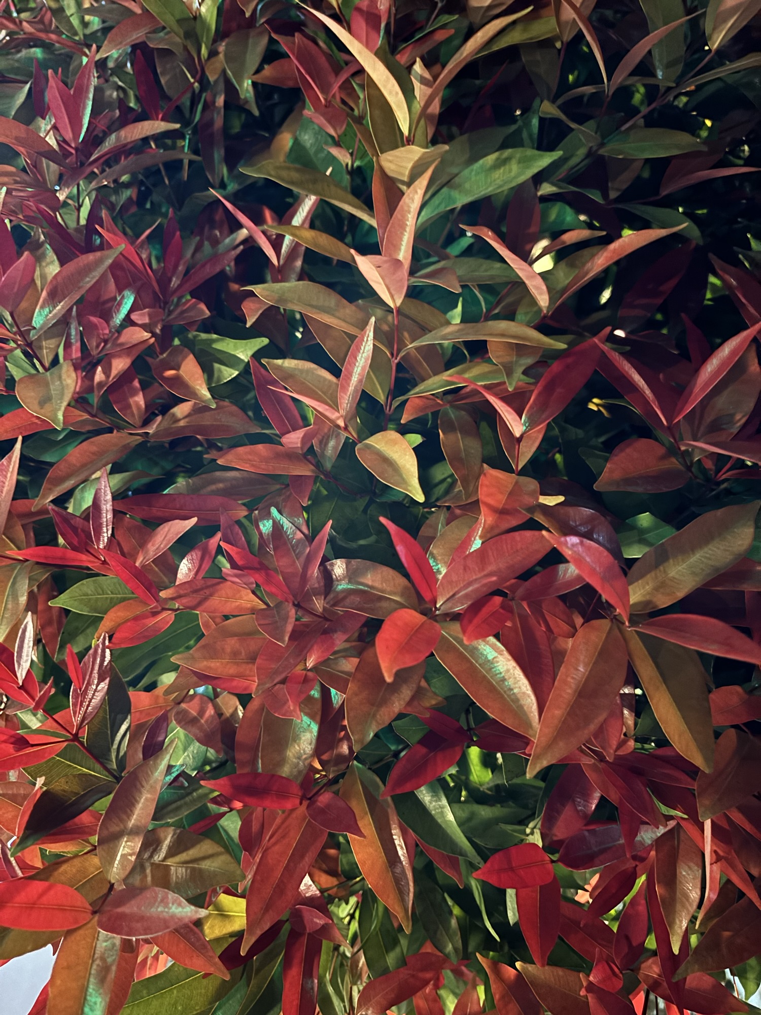 नंदिनी : रुख़सार पे लाली!!! भाग २०