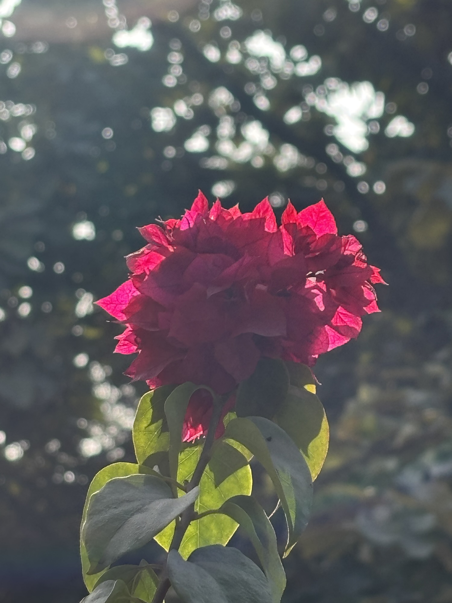 बसंती बसंत !!!