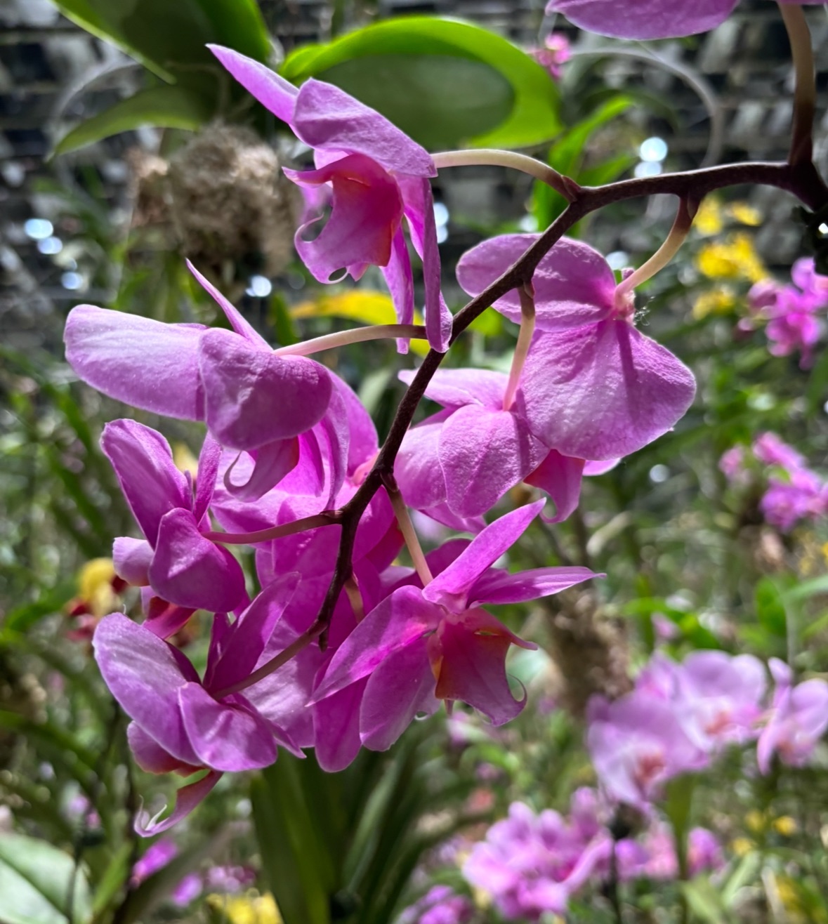 बरसे फाल्गुन फुहार!!!