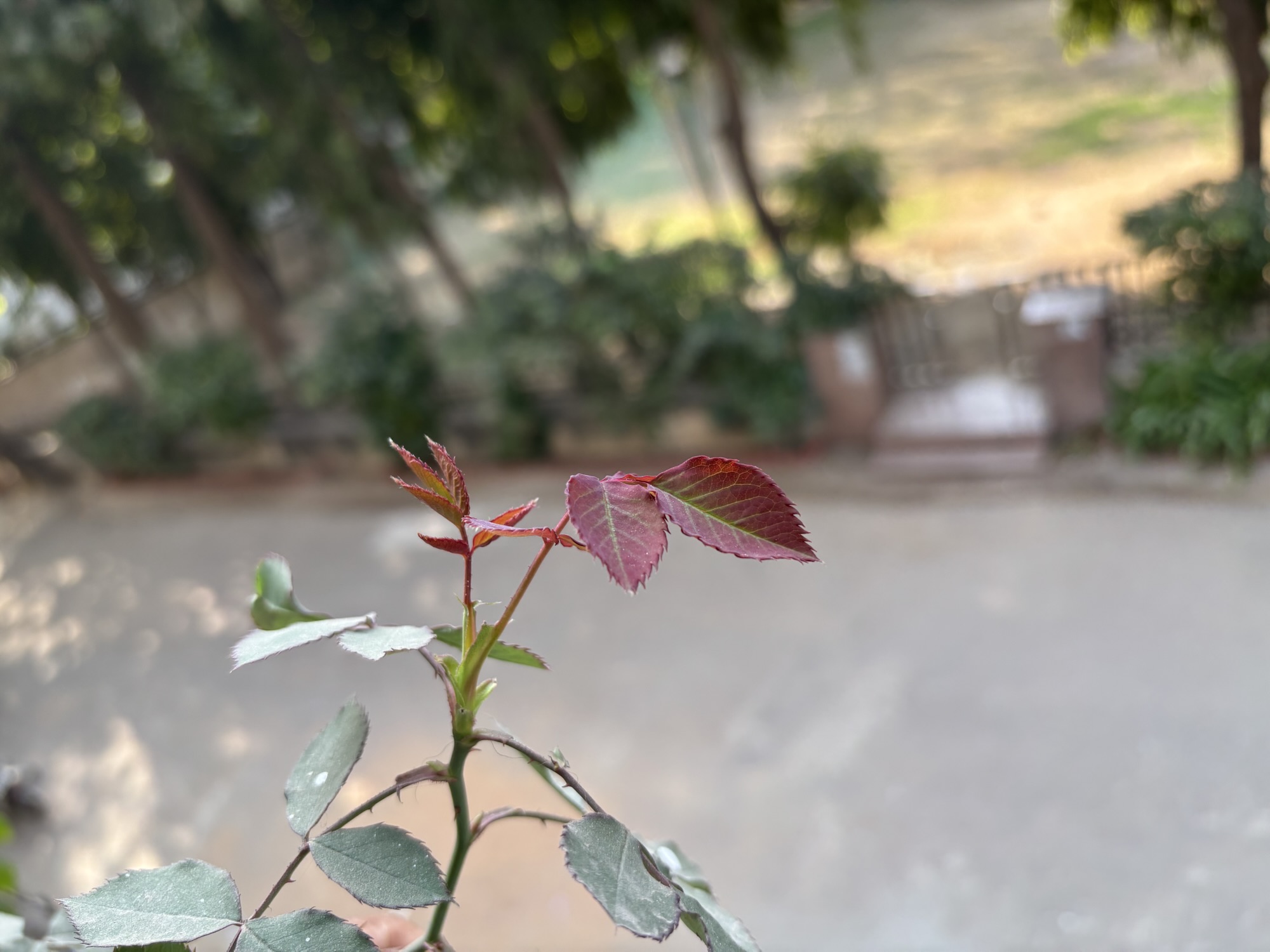 कचोट!!!
